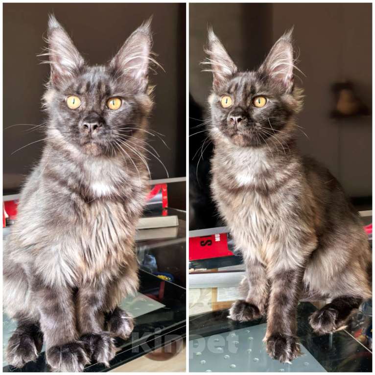 Кошки в Краснодаре: Котята Мейн-кун Разнополые, 35 000 руб. - фото 5