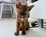 Кошки в других городах Башкортостана: Котята Девочка, Бесплатно - фото 4
