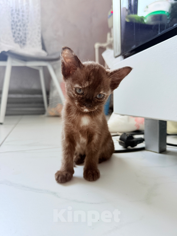 Кошки в других городах Башкортостана: Котята Девочка, Бесплатно - фото 4