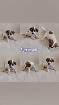 Щенки Джек рассел терьер