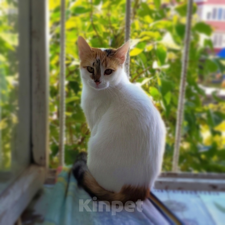 Кошки в Зеленодольске: Отдам в добрые руки Девочка, Бесплатно - фото 3