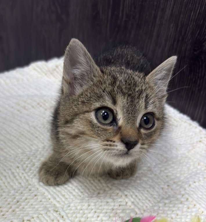 Кошки в Химках: Котенок Мальчик, Бесплатно - фото 5