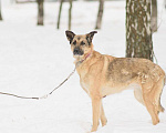 Собаки в Москве: Догги Девочка, Бесплатно - фото 1