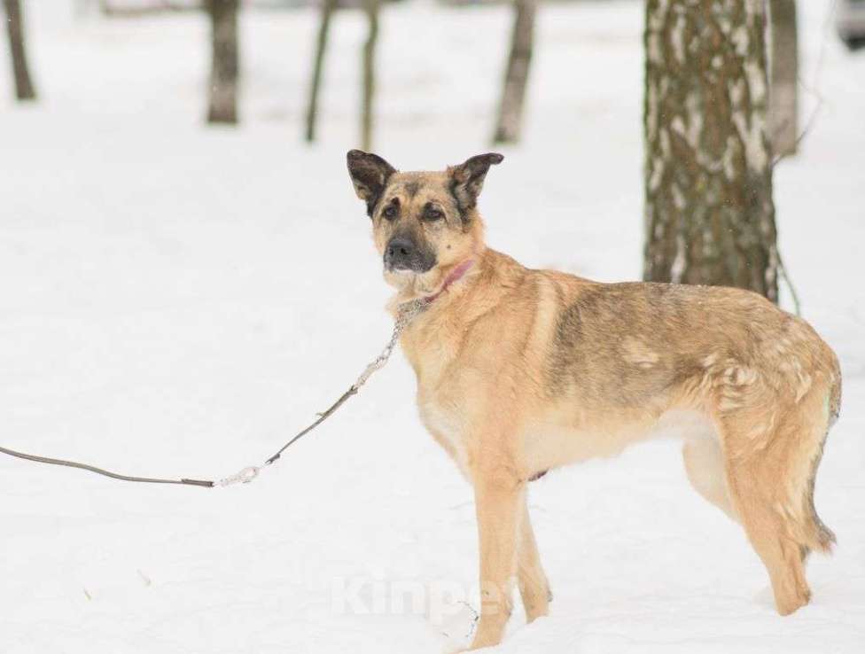 Собаки в Москве: Догги Девочка, Бесплатно - фото 1