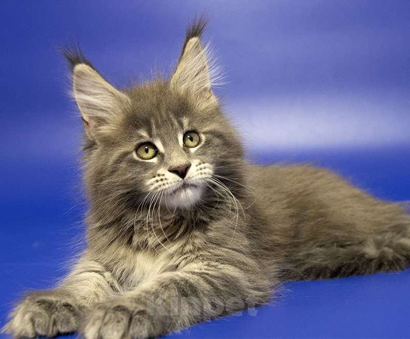 Кошки в Москве: Мейн кун котенок Девочка, Бесплатно - фото 3