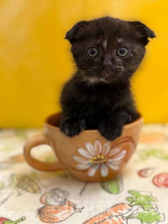 Кошки в Геленджике: Котенок в добрые руки Девочка, Бесплатно - фото 2