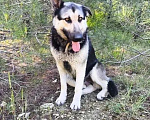 Собаки в Нижнем Новгороде: Девочка бесплатно Девочка, Бесплатно - фото 1