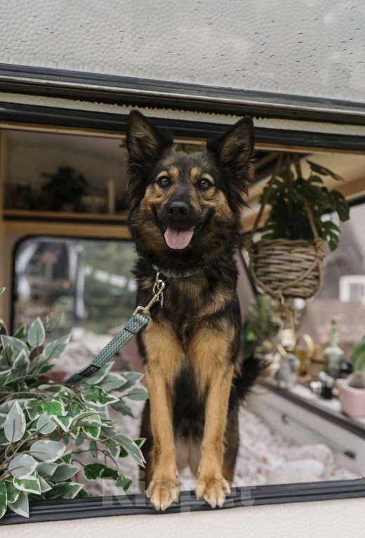 Собаки в Москве: Озорная малышка Клер ищет дом Девочка, Бесплатно - фото 4