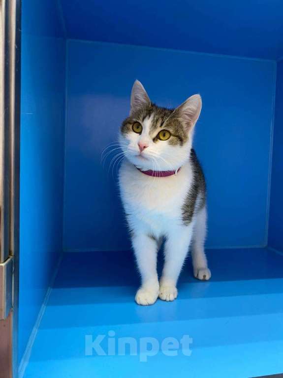 Кошки в Москве: Котенок на выпуск в подвал дома  Мальчик, Бесплатно - фото 3