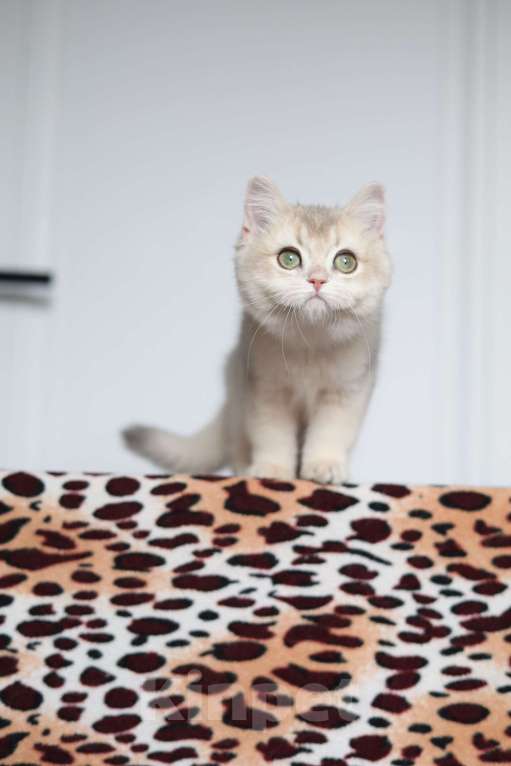 Кошки в Санкт-Петербурге: Британская голубая золотая шиншилла  Девочка, 60 000 руб. - фото 9