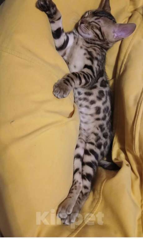 Кошки в Красноярске: Продам бенгальского котика Мальчик, 15 000 руб. - фото 1