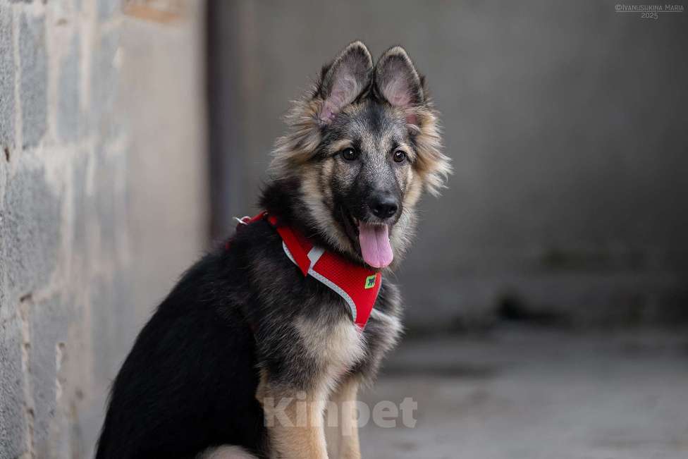 Собаки в Москве: Тайга - ваш личный медвежонок Девочка, Бесплатно - фото 3