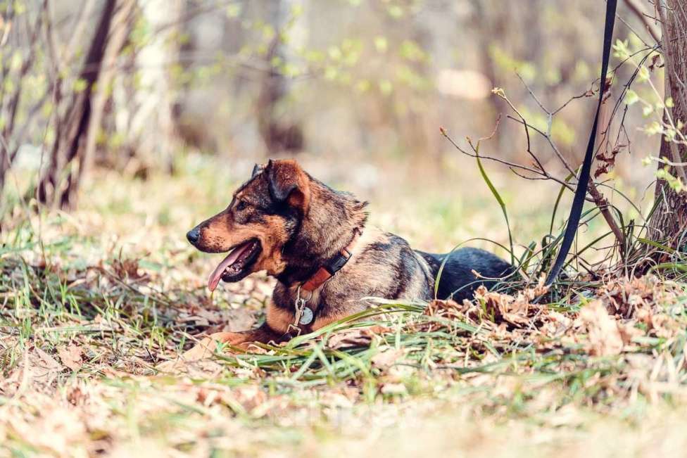 Собаки в Москве: Фиона Девочка, Бесплатно - фото 3