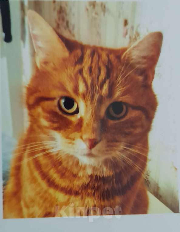 Кошки в Хадыженске: Барсик Мальчик, Бесплатно - фото 1