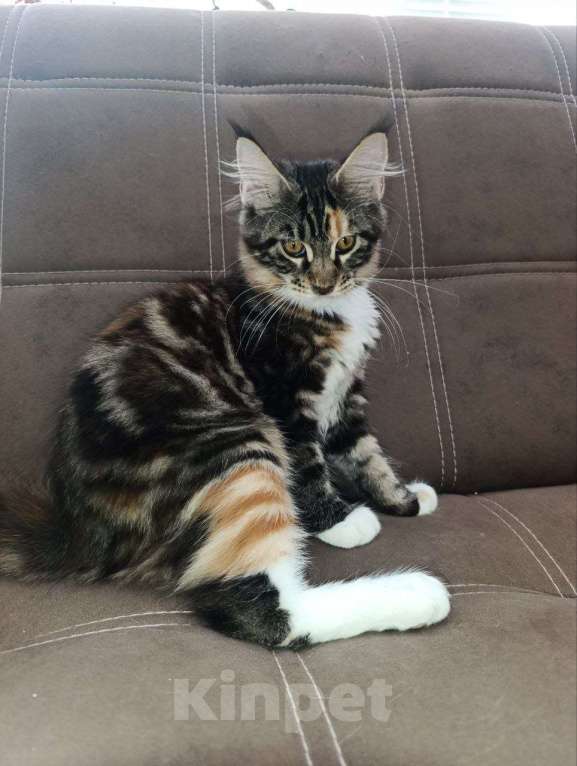 Кошки в Симферополе: Котята Мейн-кун Девочка, 20 000 руб. - фото 8