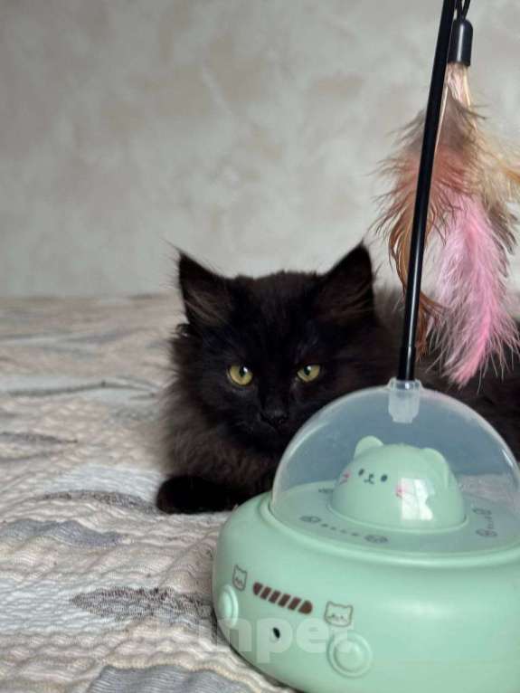 Кошки в Москве: котенок Зитта ищет дом Девочка, Бесплатно - фото 2