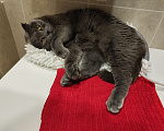 Кошки в Самаре: Кошечка в добрые руки Девочка, Бесплатно - фото 2