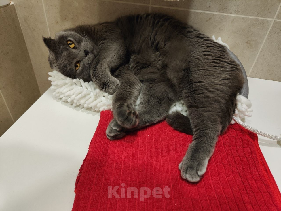 Кошки в Самаре: Кошечка в добрые руки Девочка, Бесплатно - фото 2