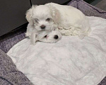 Собаки в Санкт-Петербурге: Мальтезики Мальчик, Бесплатно - фото 5