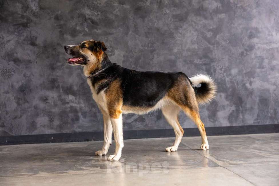 Собаки в Москве: Айриш. Та, что всё понимает... И очень ждёт. Девочка, Бесплатно - фото 9