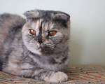 Кошки в Советске (Калининградская область): Кошечка в добрые руки!, 500 руб. - фото 2
