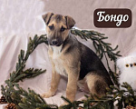 Собаки в Москве: 6 разноцветных щенков: шоколадные, трехцветные и другие ищут дом, Бесплатно - фото 10