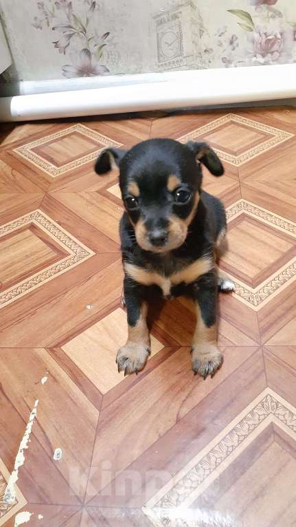 Собаки в Усолье-Сибирском: Щенок той терьер Мальчик, 7 000 руб. - фото 2