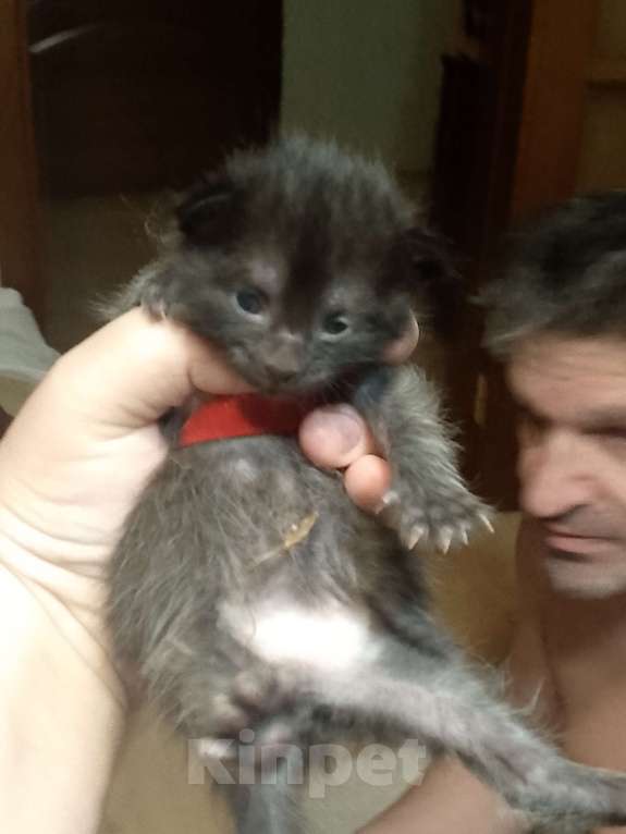 Кошки в Кирове: Красный цвет  Девочка, 2 500 руб. - фото 2