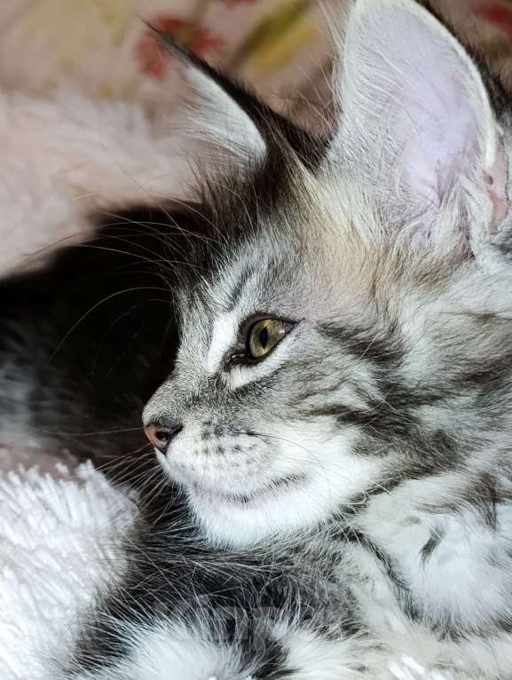 Кошки в Москве: Мейн Кун котенок Девочка, 35 000 руб. - фото 1