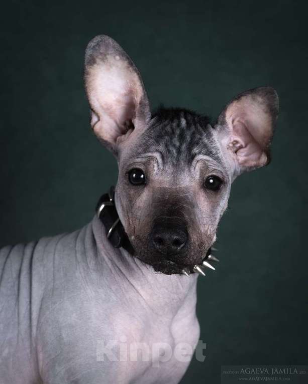 Собаки в Москве: Щенки мексиканской голой собаки (ксолоиткуинтли) Девочка, Бесплатно - фото 1