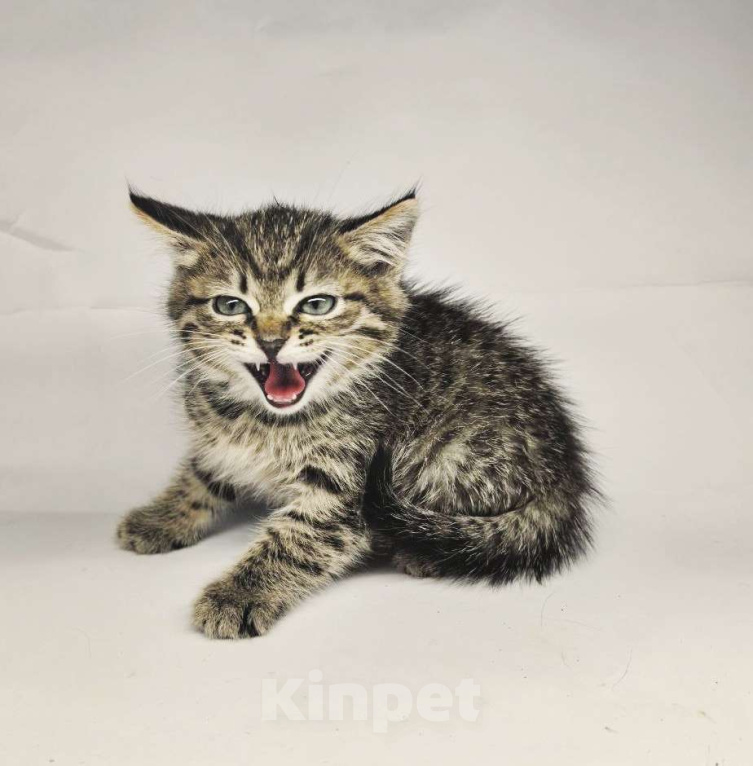 Кошки в Екатеринбурге: Котенок в добрые руки  Мальчик, Бесплатно - фото 4