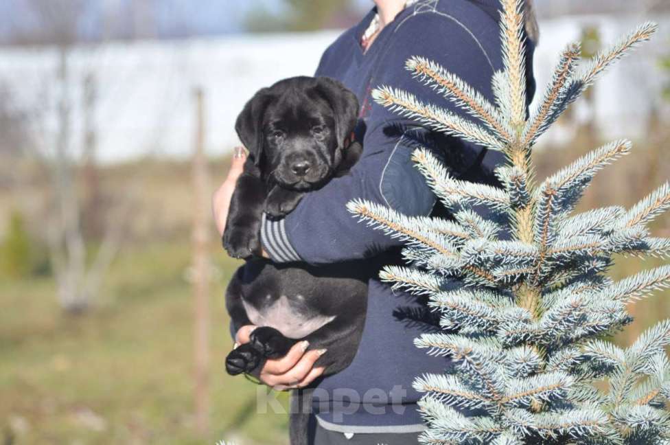 Собаки в Ижевске: Щенки лабрадора ретривера! Мальчик, 60 000 руб. - фото 3