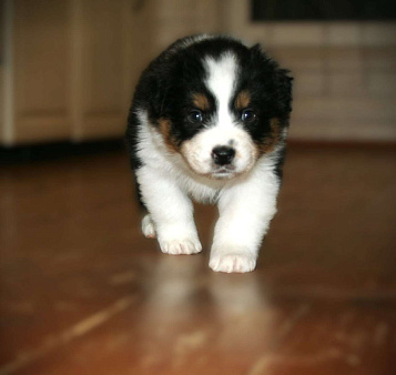 Щенки Австралийской овчарки