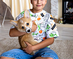 Собаки в Барнауле: ЩЕНКИ КОРГИ Мальчик, 70 000 руб. - фото 3
