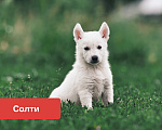 Собаки в Сергиеве Посаде: Щенки в добрые руки Разнополые, Бесплатно - фото 3