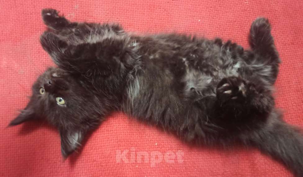 Кошки в Краснодаре: Котёнок мейн-кун  Мальчик, 35 000 руб. - фото 3