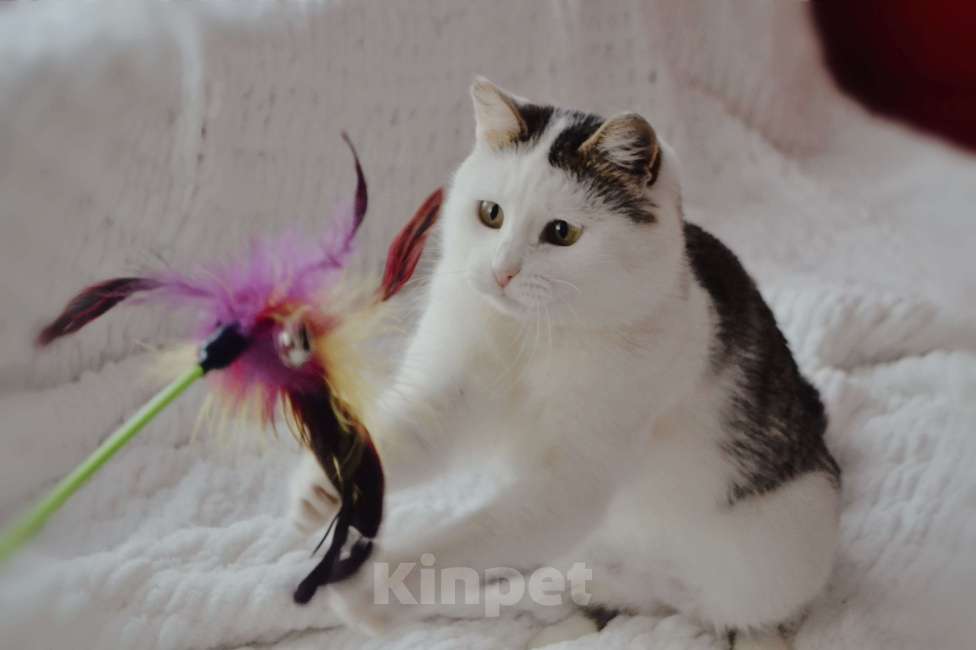 Кошки в Москве: Шарлотта в поиске семьи Девочка, Бесплатно - фото 7