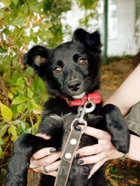 Собаки в Санкт-Петербурге: Маленький щенок с пушистыми ушками Девочка, Бесплатно - фото 6