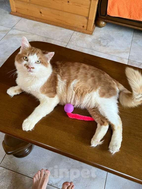 Кошки в Санкт-Петербурге: Красивый пушистый кот ищет дом Мальчик, Бесплатно - фото 1