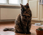 Кошки в Москве: Умница Карина Девочка, Бесплатно - фото 3