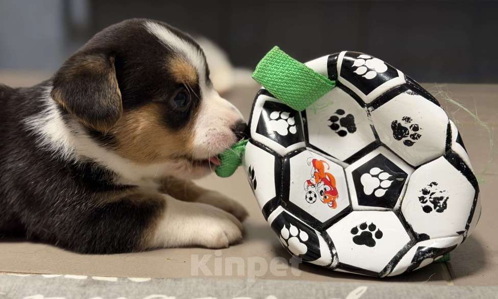 Собаки в Москве: щенок корги Мальчик, 80 руб. - фото 2