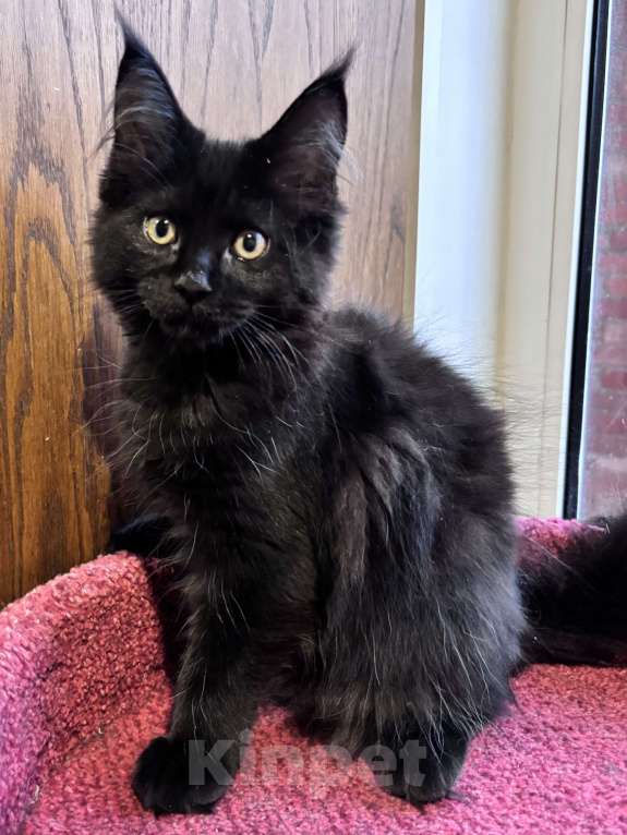 Кошки в Петергофе: Девулечка Девочка, 45 000 руб. - фото 7