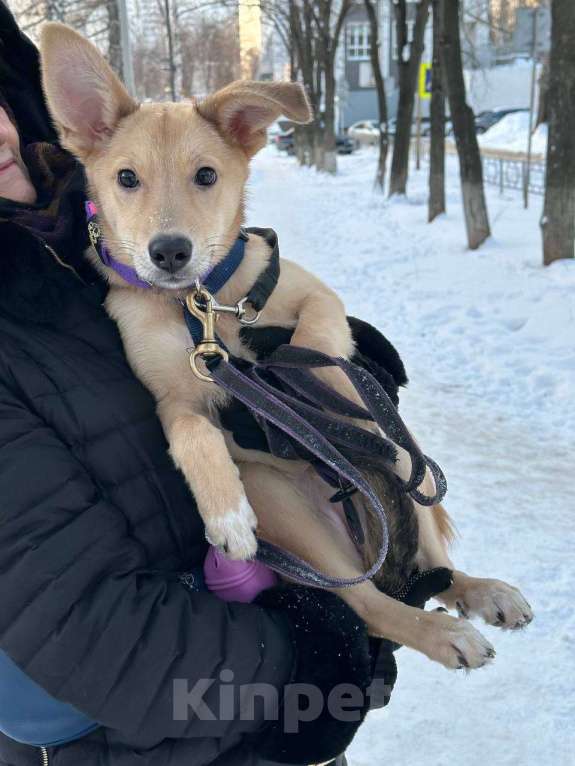 Собаки в Уфе: Щенок Девочка, 300 руб. - фото 6