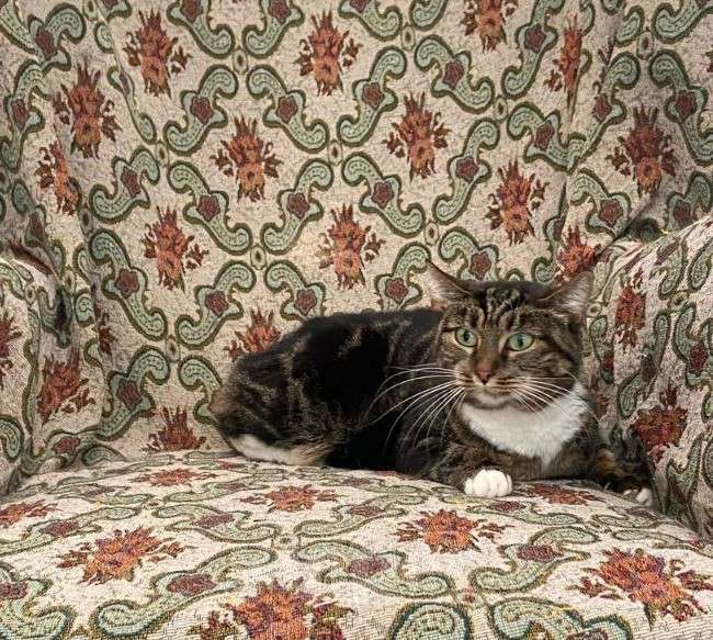 Кошки в Москве: Ласковая кошка Мелеис редкого окраса в добрые руки Девочка, 1 руб. - фото 3