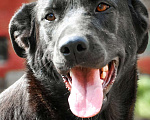 Собаки в Истре: Красотка Энджи собака в добрые руки Девочка, Бесплатно - фото 1