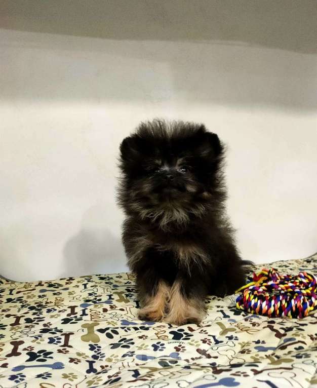 Собаки в Новокузнецке: Очаровательные девочки Йоркипу (f1) Девочка, Бесплатно - фото 3