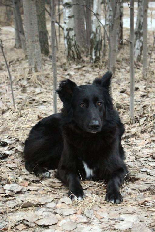 Собаки в Москве: Черные сестрицы, блеск и элегантность  Девочка, Бесплатно - фото 4