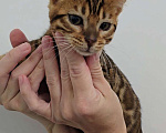Кошки в Ставрополе: Бенгальские котята  Девочка, 40 000 руб. - фото 3