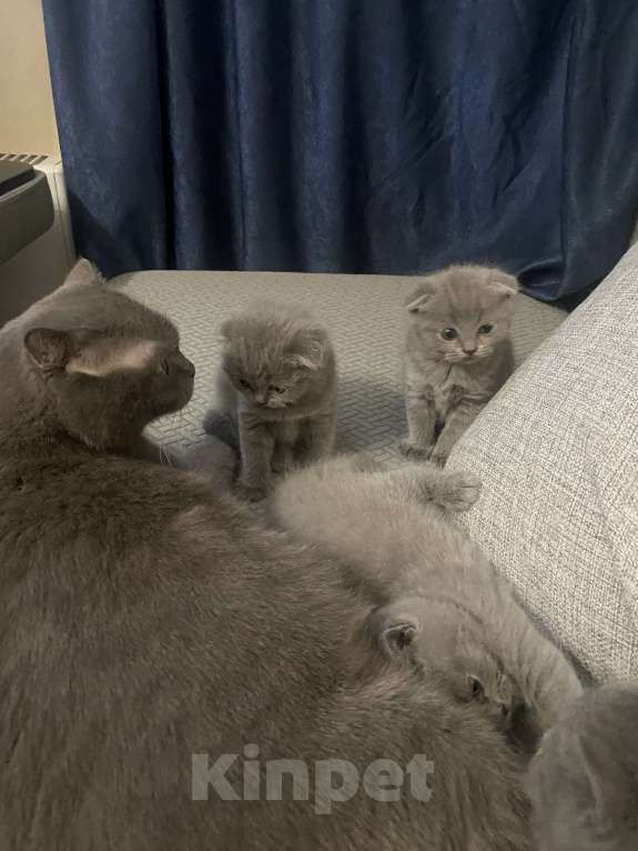 Кошки в Москве: Продам котенка вислоухого шотландской породы Мальчик, 10 000 руб. - фото 1