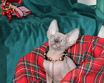 Кошки в Хабаровске: Канадский сфинкс Девочка, 30 000 руб. - фото 1